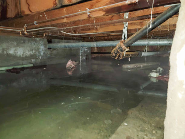 Best Local water damage restoration  in Brices Creek, NC